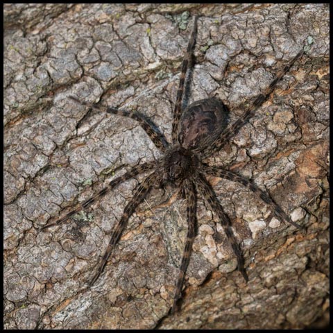 Dark Fishing Spider