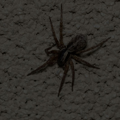 Forest Wolf Spider