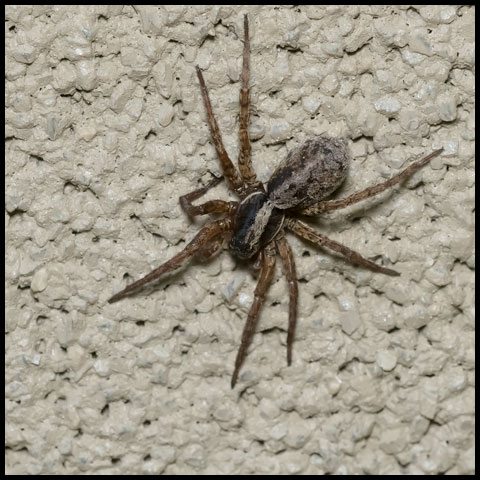 Forest Wolf Spider