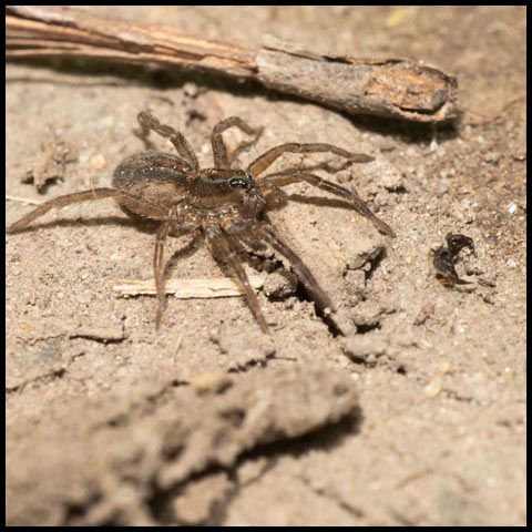 Marx Pirate Spider