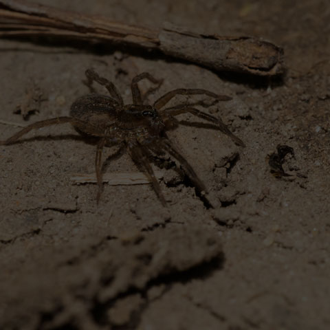 Marx Pirate Spider
