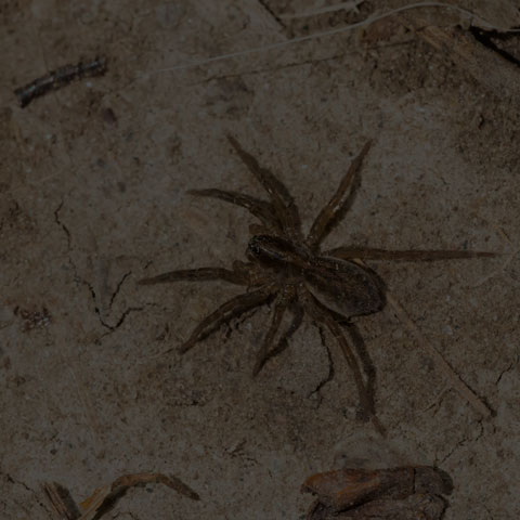 Marx Pirate Spider