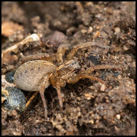 Rustic Wolf Spider