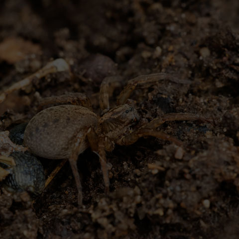 Rustic Wolf Spider