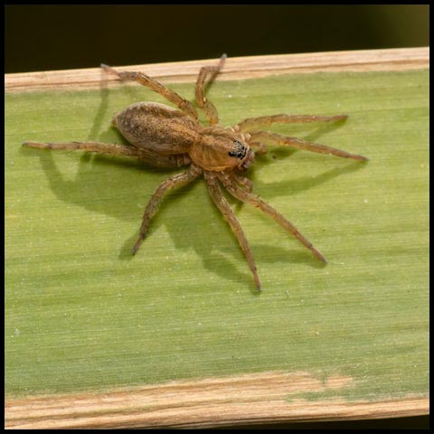 Rustic Wolf Spider