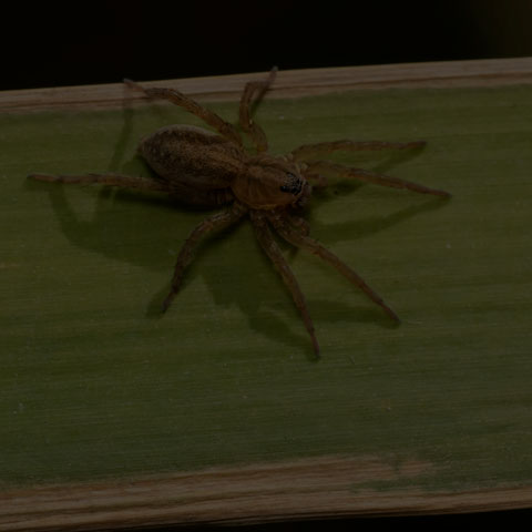 Rustic Wolf Spider