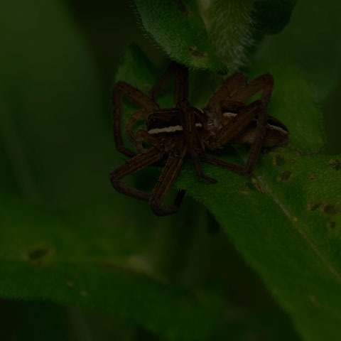 Striped Fishing Spider