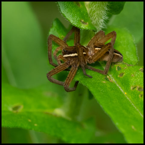 Striped Fishing Spider