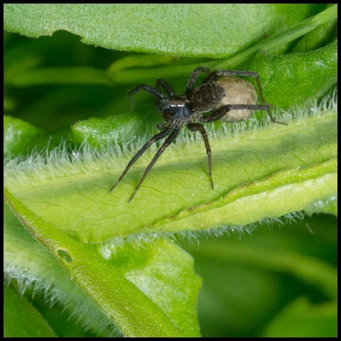 Thin-legged Wolf Spider