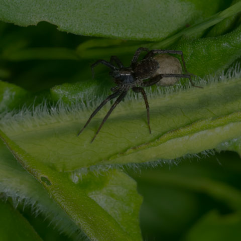 Thin-legged Wolf Spider