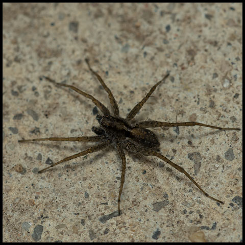 Thin-legged Wolf Spider