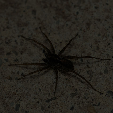 Thin-legged Wolf Spider