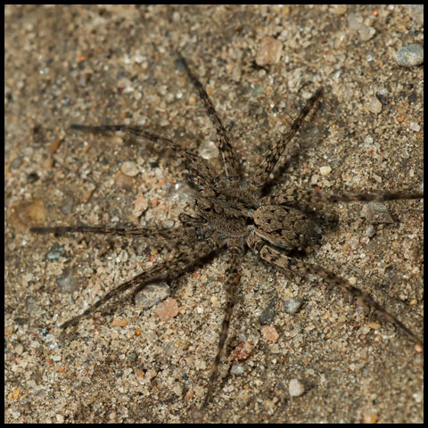 Thin-legged Wolf Spider