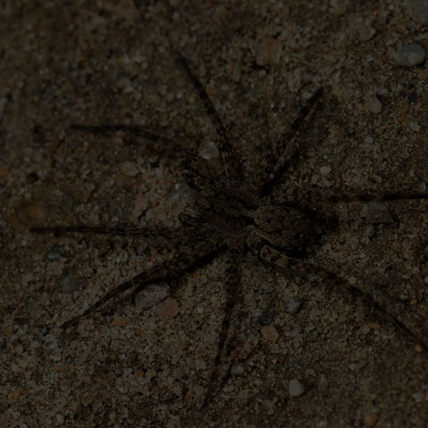 Thin-legged Wolf Spider