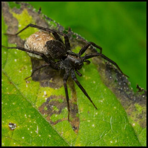 Thin-legged Wolf Spider