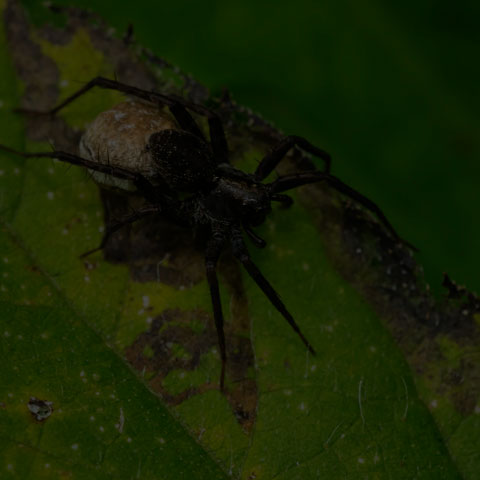 Thin-legged Wolf Spider