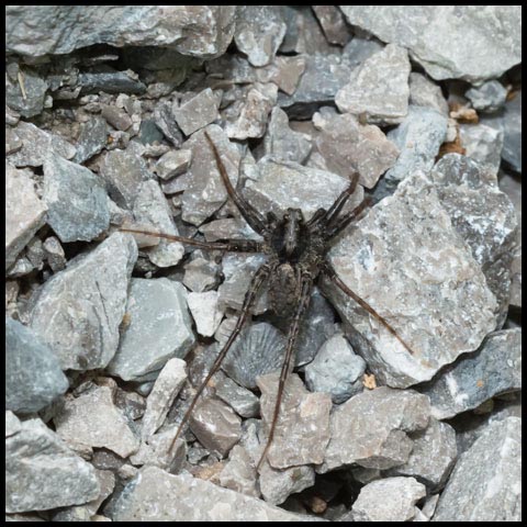 Thin-legged Wolf Spider