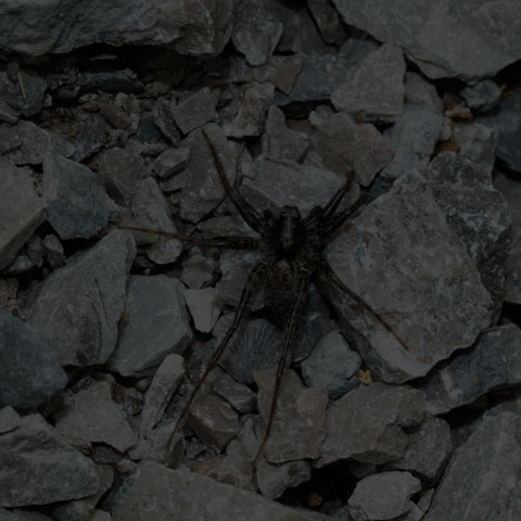 Thin-legged Wolf Spider