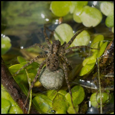 Thin-legged Wolf Spider