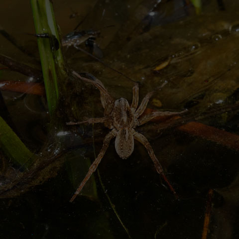 Wolf Spider