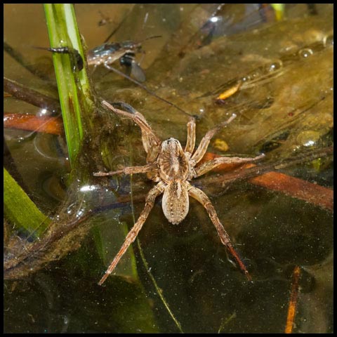 Wolf Spider