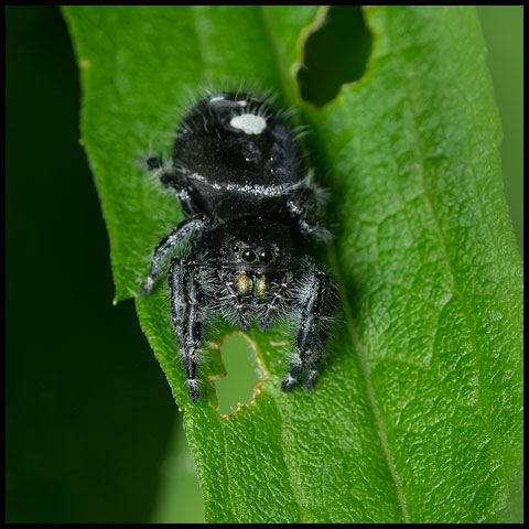 Bold Jumping Spider