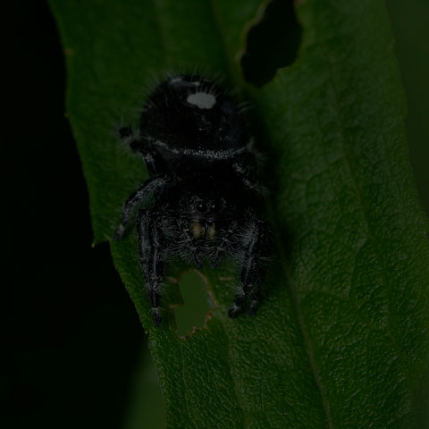 Bold Jumping Spider