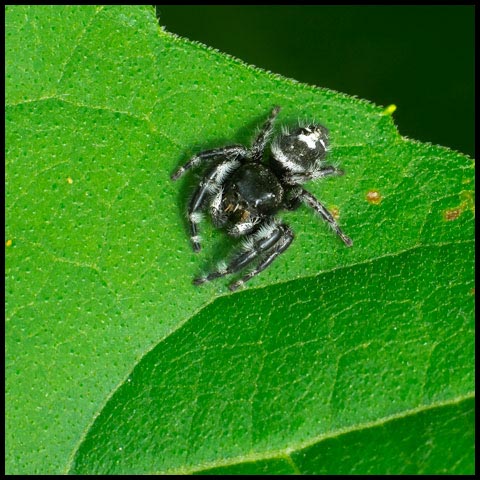 Bold Jumping Spider