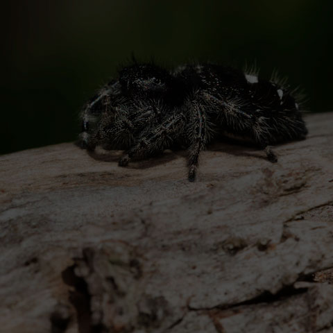 Bold Jumping Spider