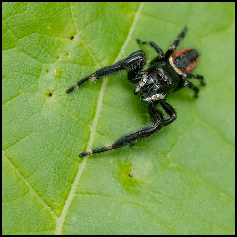 Brilliant Jumping Spider