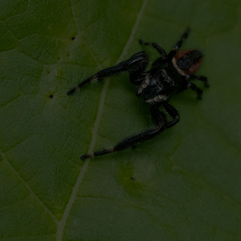 Brilliant Jumping Spider