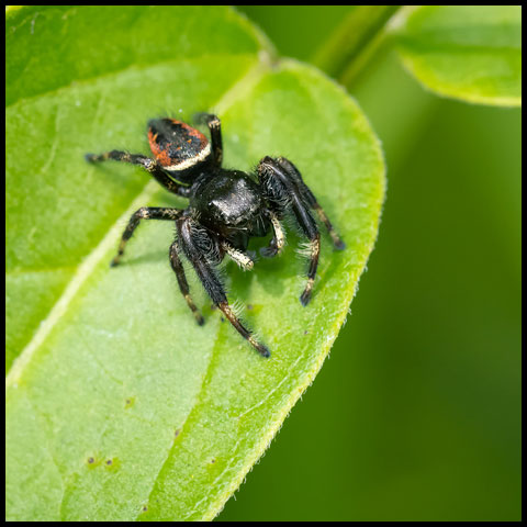 Brilliant Jumping Spider