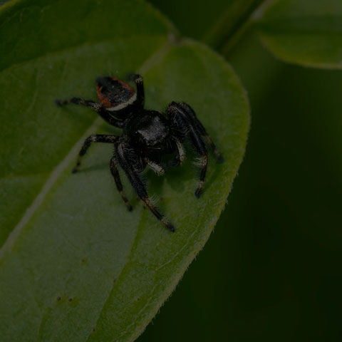 Brilliant Jumping Spider