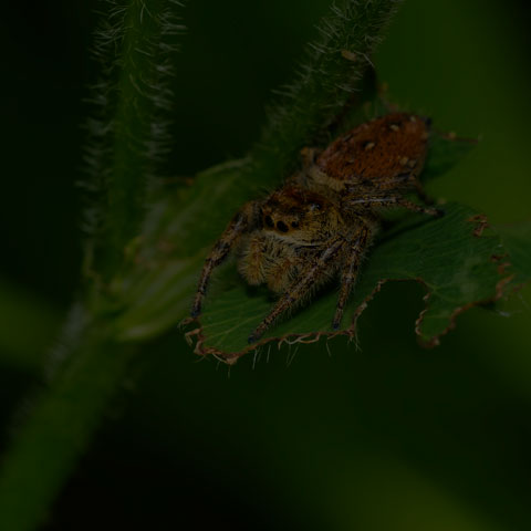 Brilliant Jumping Spider