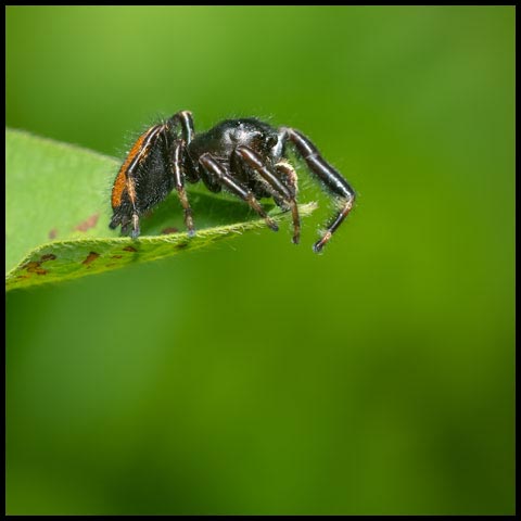 Brilliant Jumping Spider