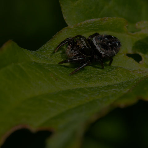 Brilliant Jumping Spider