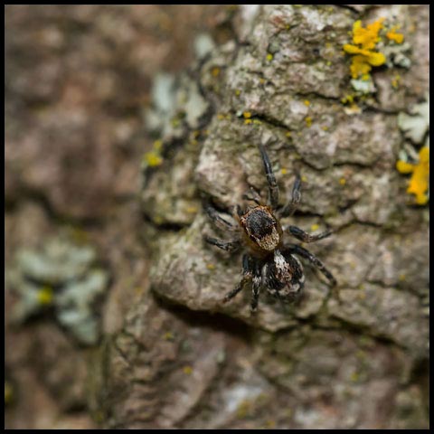 Flea Jumping Spider