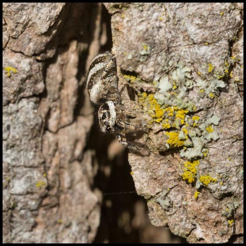 Zebra Jumping Spider