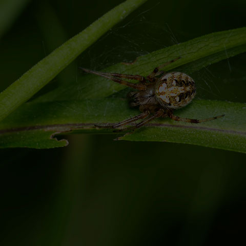 Arabesque Orbweaver