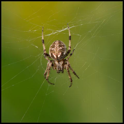 Arabesque Orbweaver