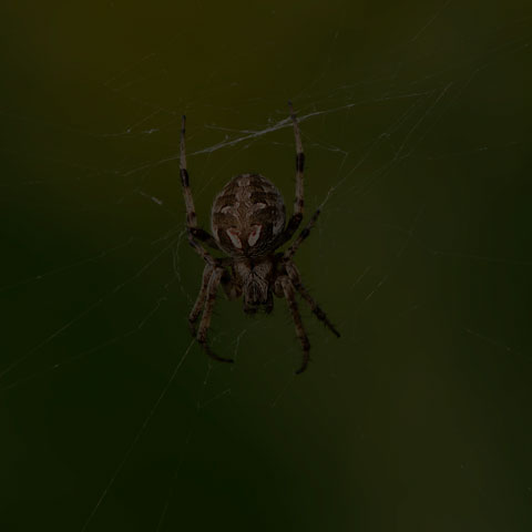 Arabesque Orbweaver