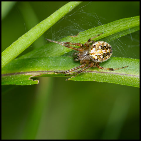 Arabesque Orbweaver