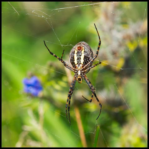 Banded Garden Spider