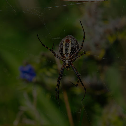 Banded Garden Spider