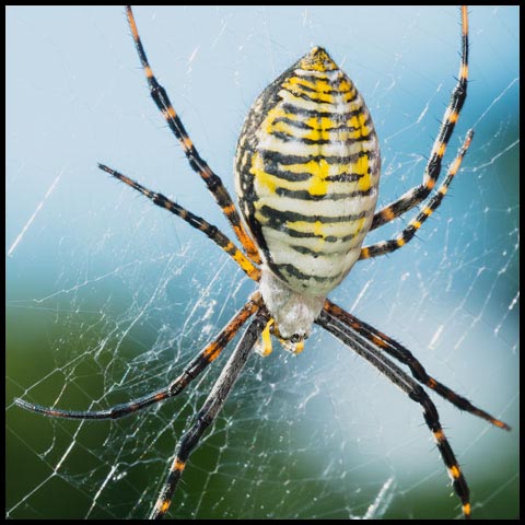 Banded Garden Spider