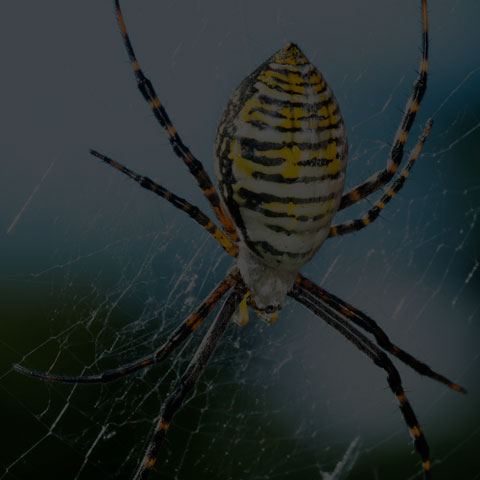 Banded Garden Spider