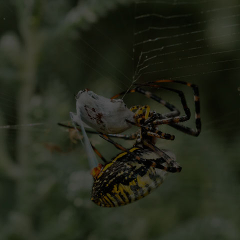 Banded Garden Spider