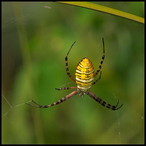 Banded Garden Spider