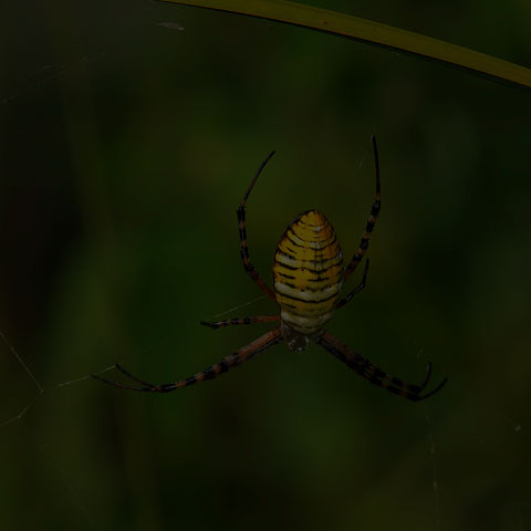 Banded Garden Spider