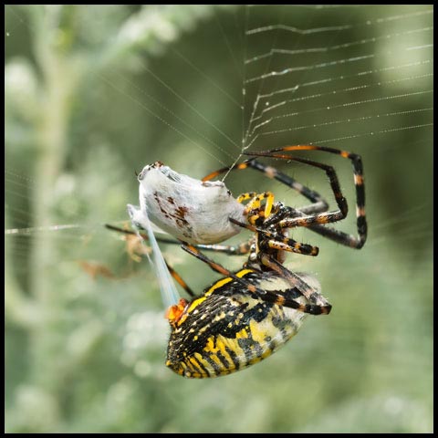 Banded Garden Spider